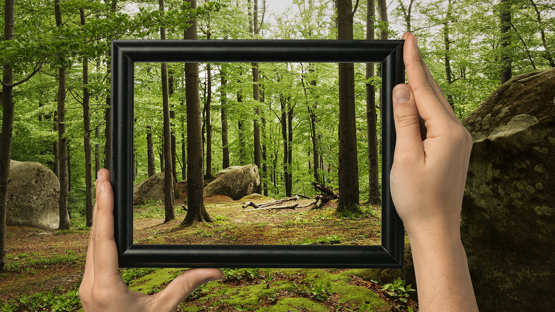 Tree Growth Detection (TNPL)
